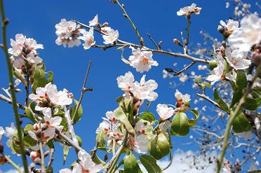 almond-blossom-izrael.jpg