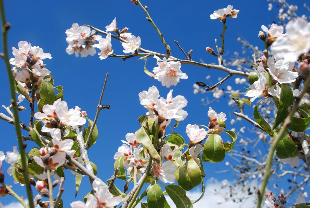 almond-blossom-izrael.jpg