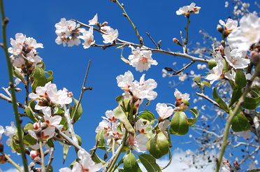 almond-blossom-izrael.jpg