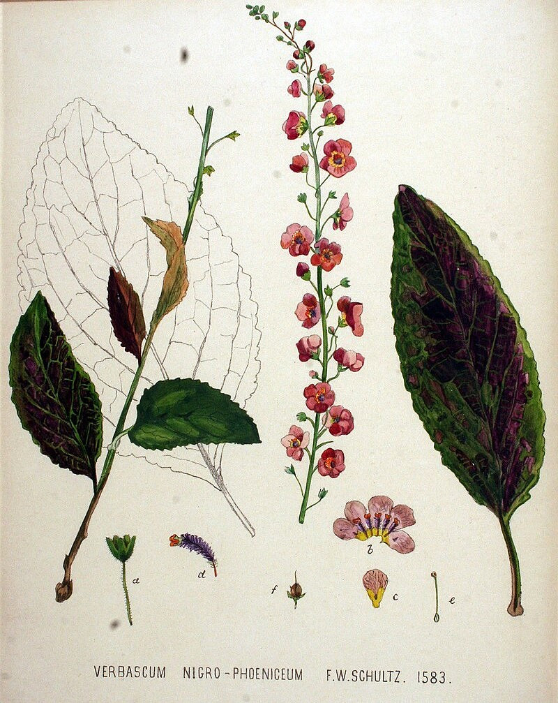 Dziewanna fioletowa Verbascum_phoeniceum.jpg [238.49 KB]